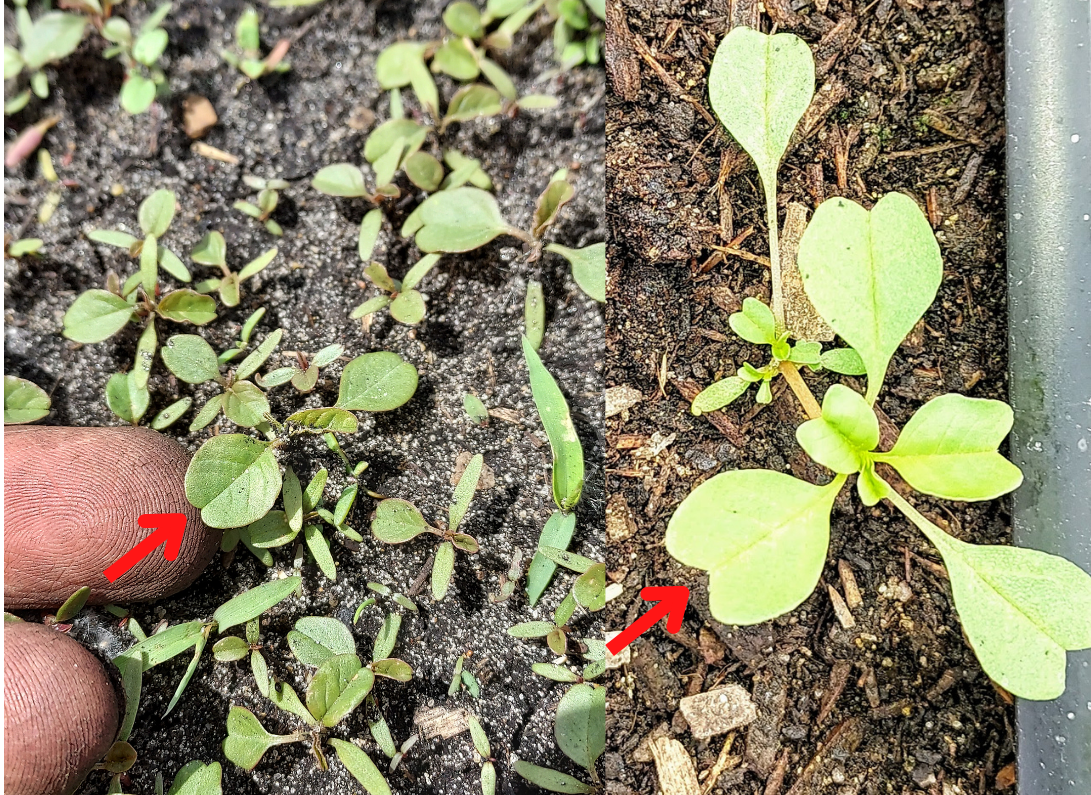 v-Purple amaranth